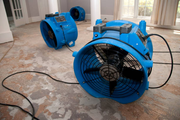 Best Mold removal after water damage  in La Puente, CA